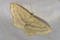 Scopula nigropunctata