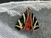 Euplagia quadripunctaria