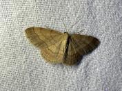 Scopula rubiginata