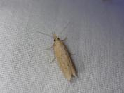 Ematheudes punctella