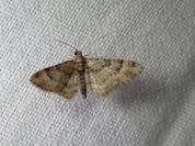 Gymnoscelis rufifasciata