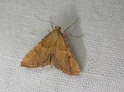 Endotricha flammealis