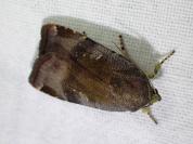 Noctua janthe/janthina