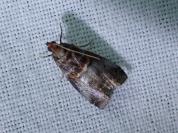 Acrobasis advenella