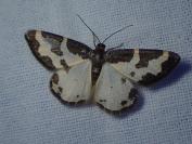 Lomaspilis marginata