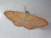 Idaea rubraria