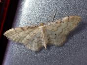 Idaea fuscovenosa