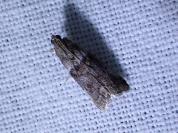 Acrobasis consociella