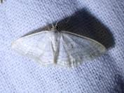 Idaea subsericeata