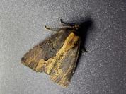 Dypterygia scabriuscula