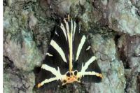 Euplagia quadripunctaria