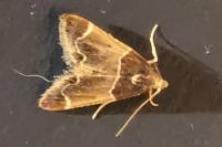 Pyralis farinalis