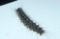 Lymantria dispar