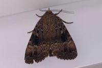 Amphipyra pyramidea