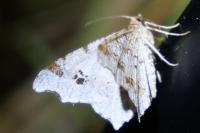 Macaria alternata