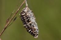 Phalacropterix graslinella