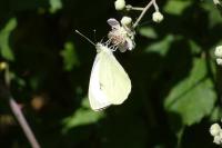 Pieris brassicae