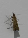 Synaphe punctalis