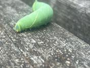 Laothoe populi
