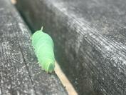 Laothoe populi