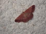 Scopula rubiginata