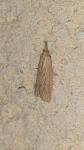 Ematheudes punctella