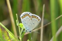 Plebejus argyrognomon