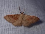 Idaea rubraria