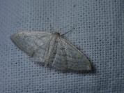 Idaea subsericeata