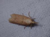 Ematheudes punctella