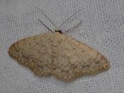 Scopula marginepunctata