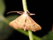 Endotricha flammealis