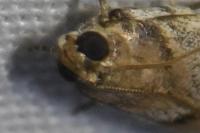 Acrobasis fallouella