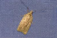 Agonopterix scopariella