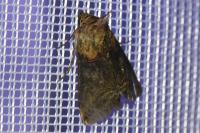 Abrostola triplasia