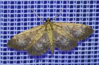 Anania lancealis