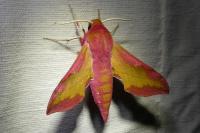 Deilephila porcellus