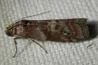 Phycita roborella