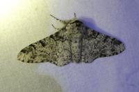 Biston betularia