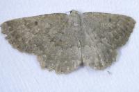 Gnophos furvata