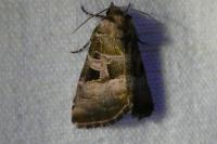 Eucarta amethystina
