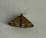 Pyrausta despicata