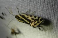 Emmelia trabealis