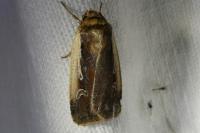 Ochropleura plecta