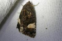 Tyta luctuosa