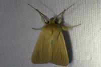Mythimna pallens