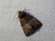 Mesoligia furuncula