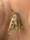Orthosia gothica
