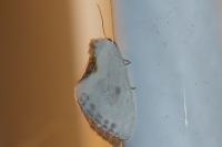 Cilix hispanica