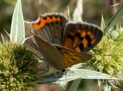 Lycaena phlaeas